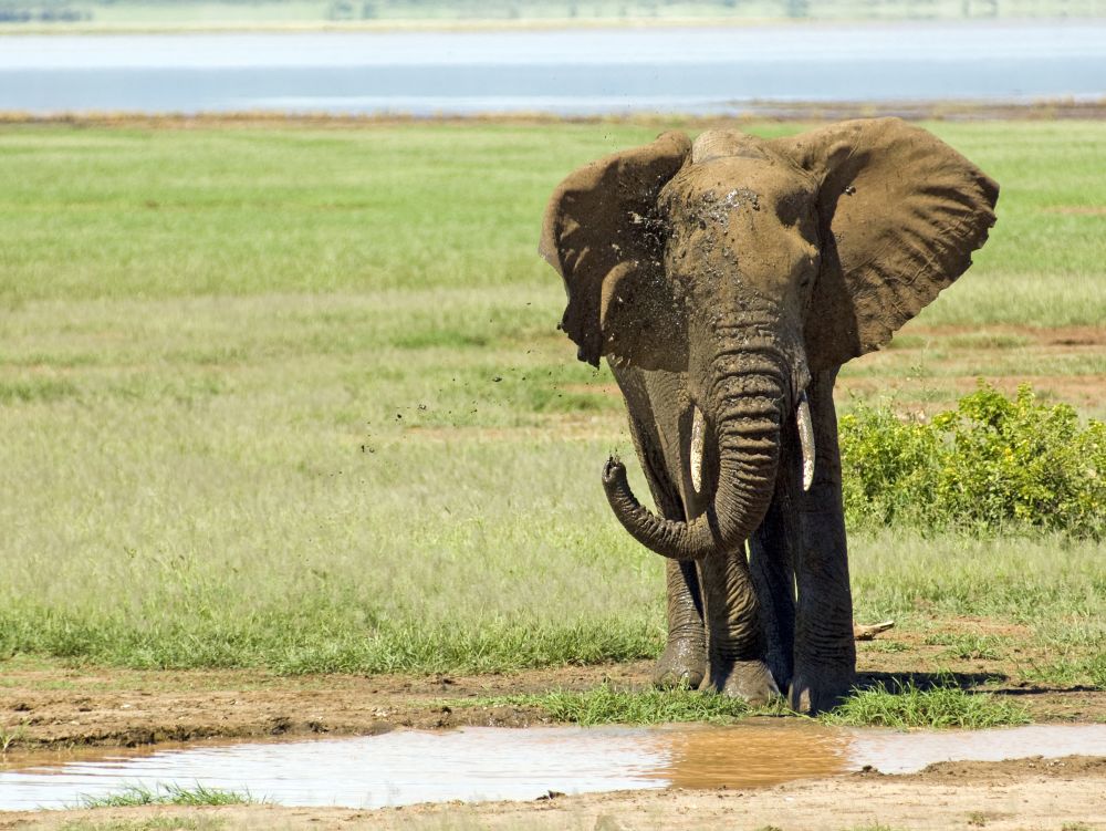 Parc de Manyara, Elephant