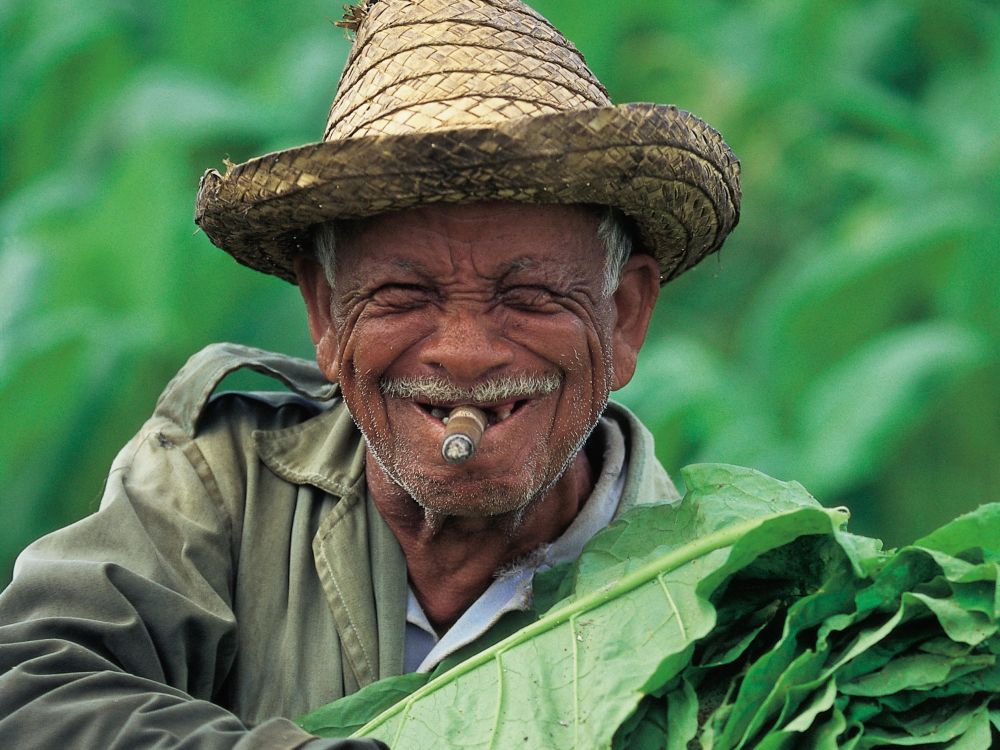 Cubain dans les plantations de tabac