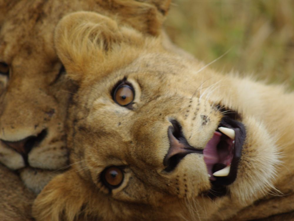 Lion au parc Kruger