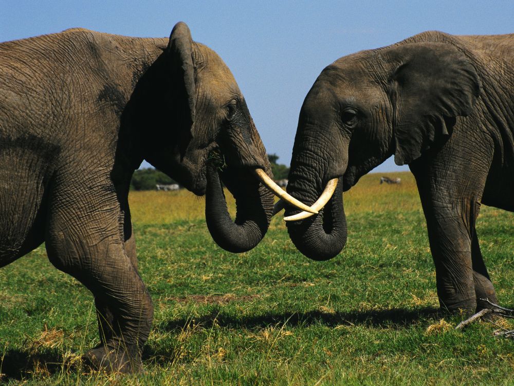 éléphants - Amboseli