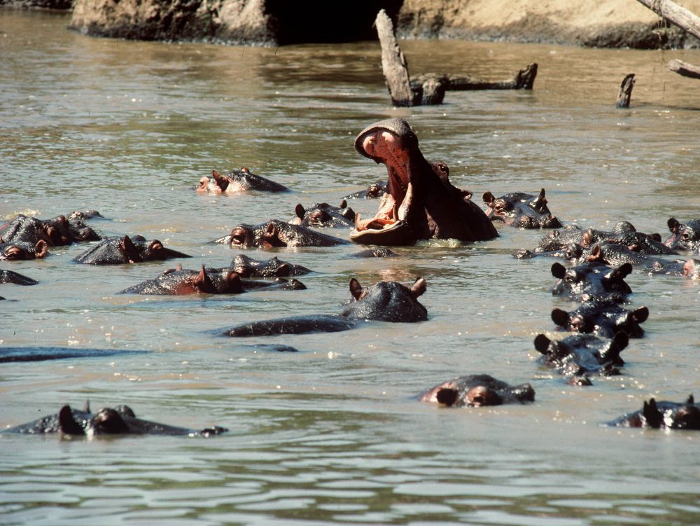 Hippopotames - Masai Mara