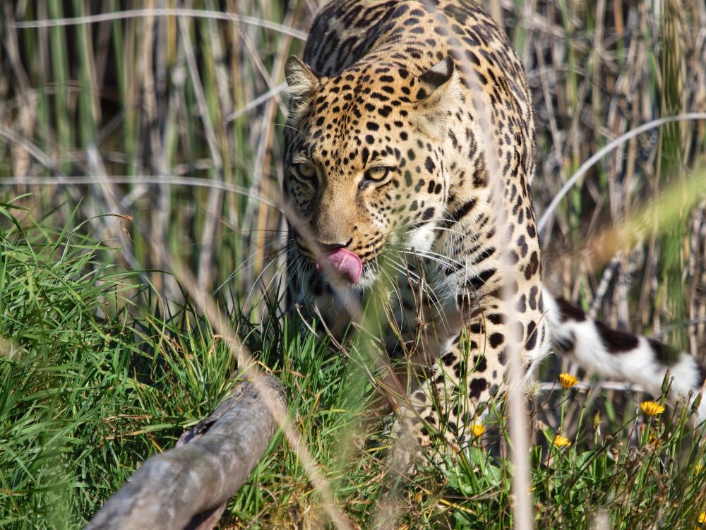 leopard at kruger national park
