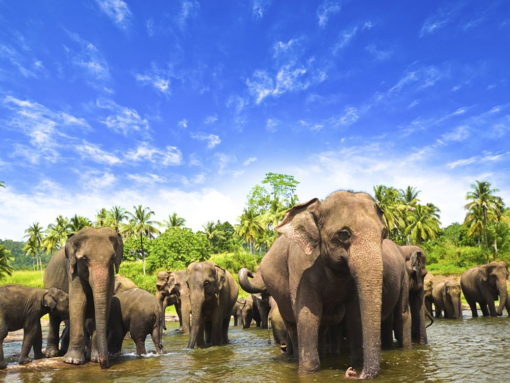 Eléphants au Sri Lanka