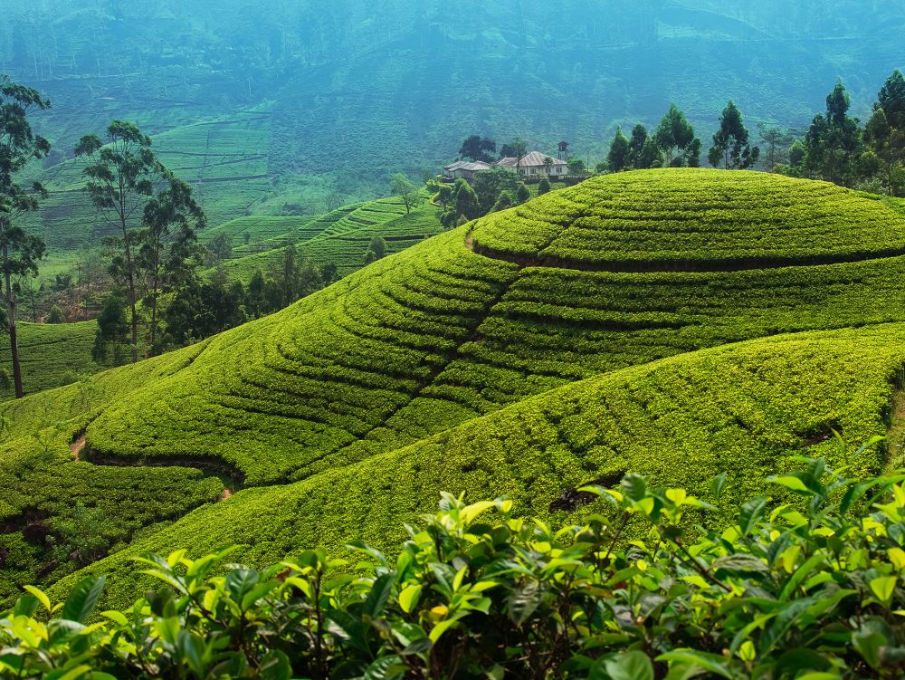 Tea plantation in up country near Nuwara Eliya, Sri Lanka