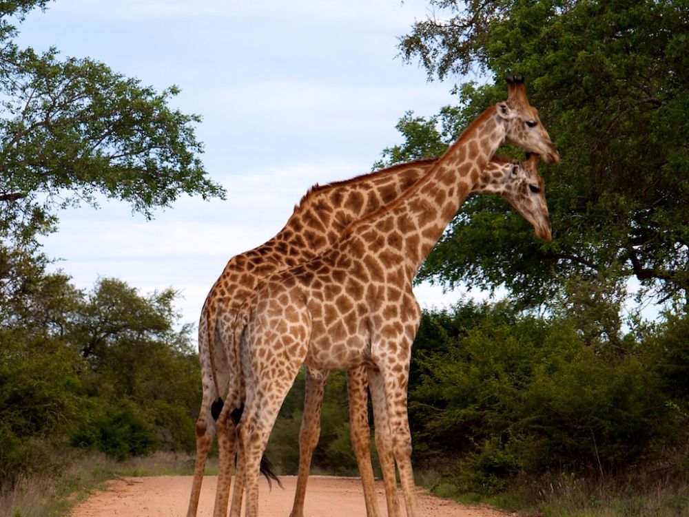 Girafes du parc Kruger