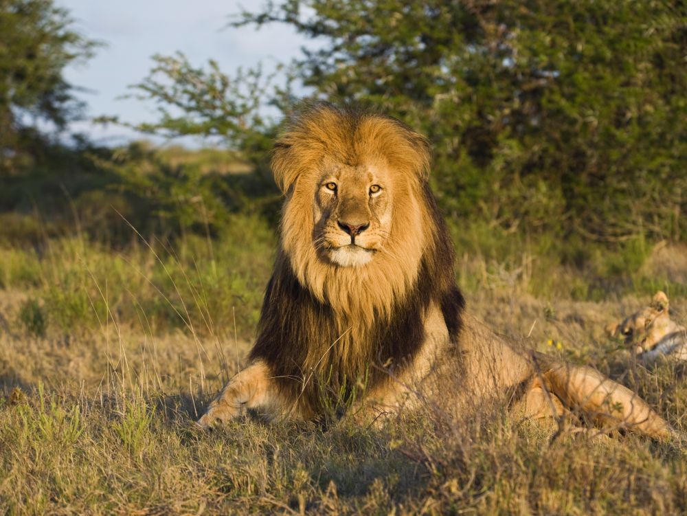 Parc Kruger