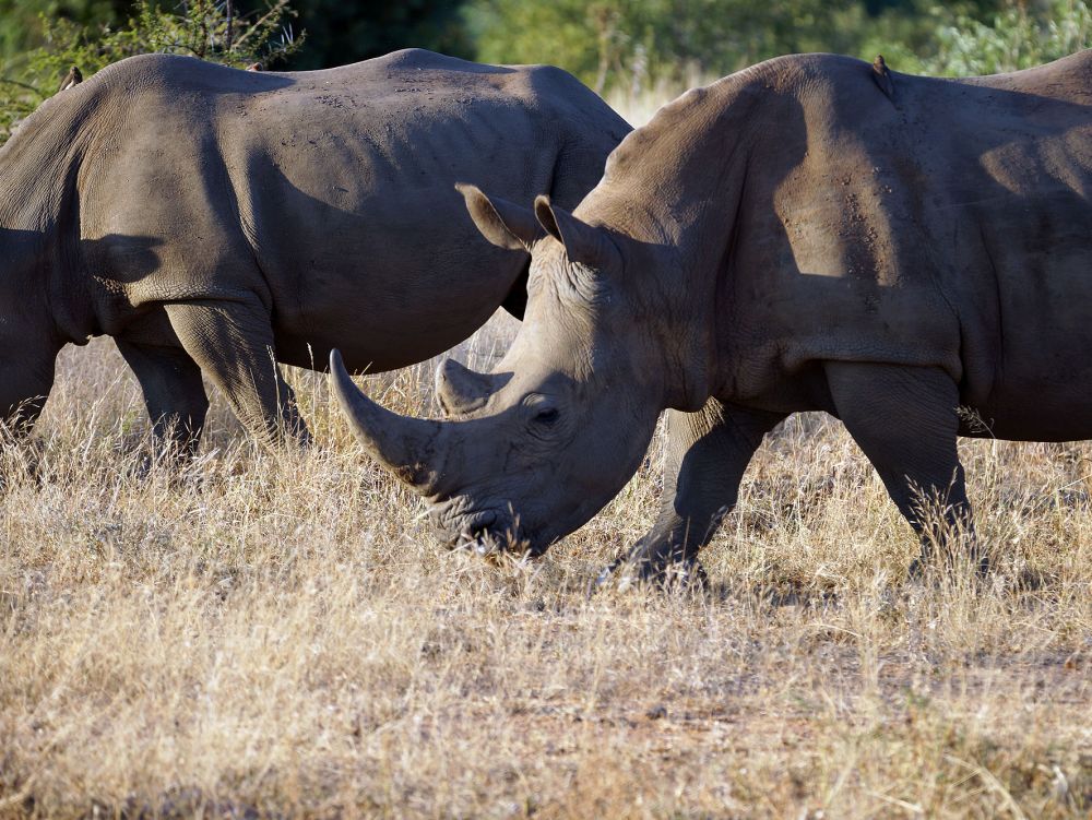 Rhino Parc Kruger Herlbert Bechen