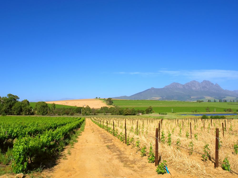 Vigne vers Stellenbosch