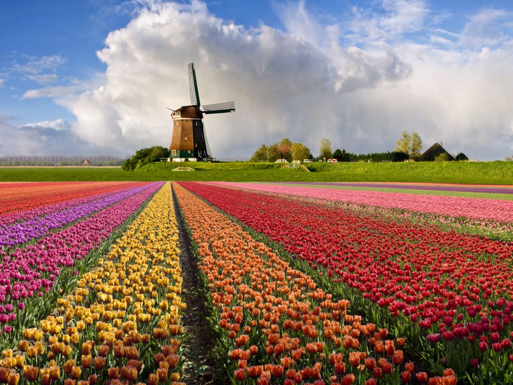 Moulin et champ de tulipes aux Pays-Bas