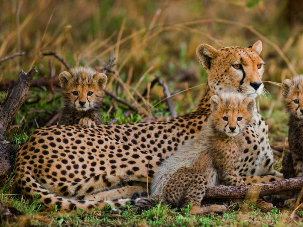 female cheetah and babies