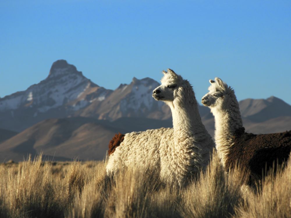 Alpagas flanant dans les Andes