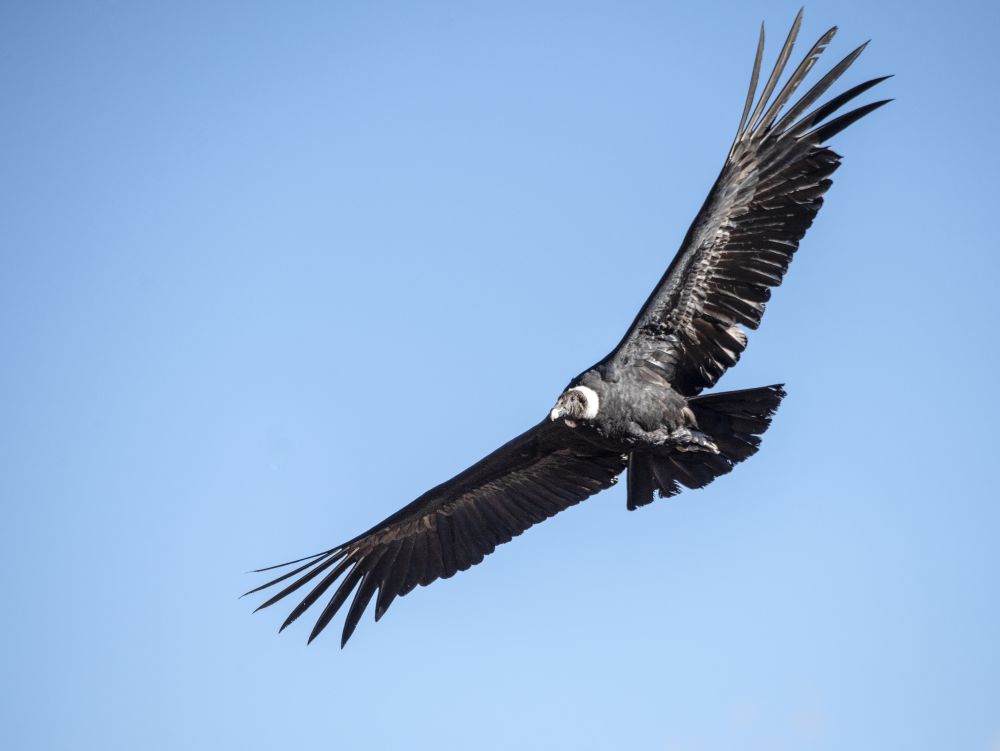 Andean condor