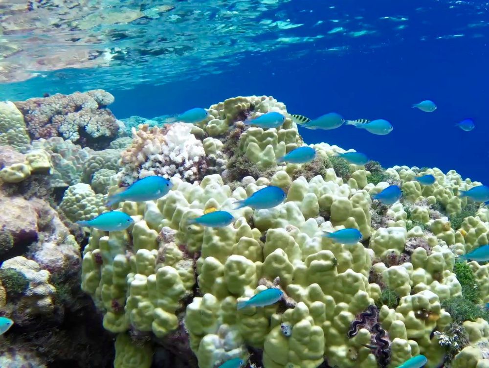 Tikehau - jardin de corail