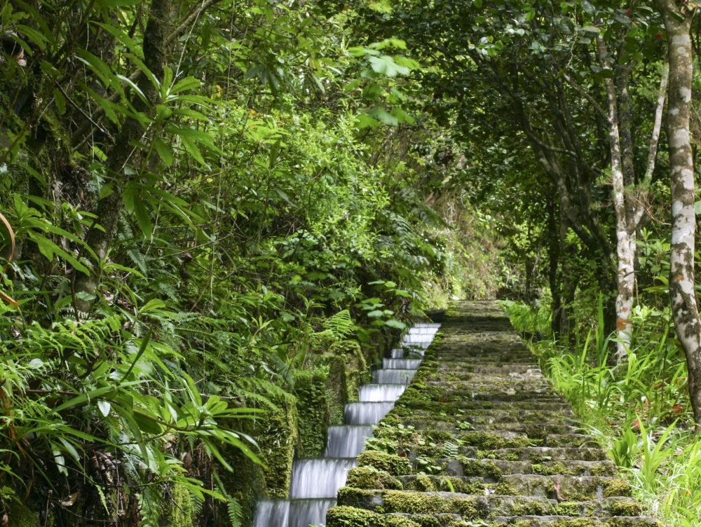 "Levada" à Madère