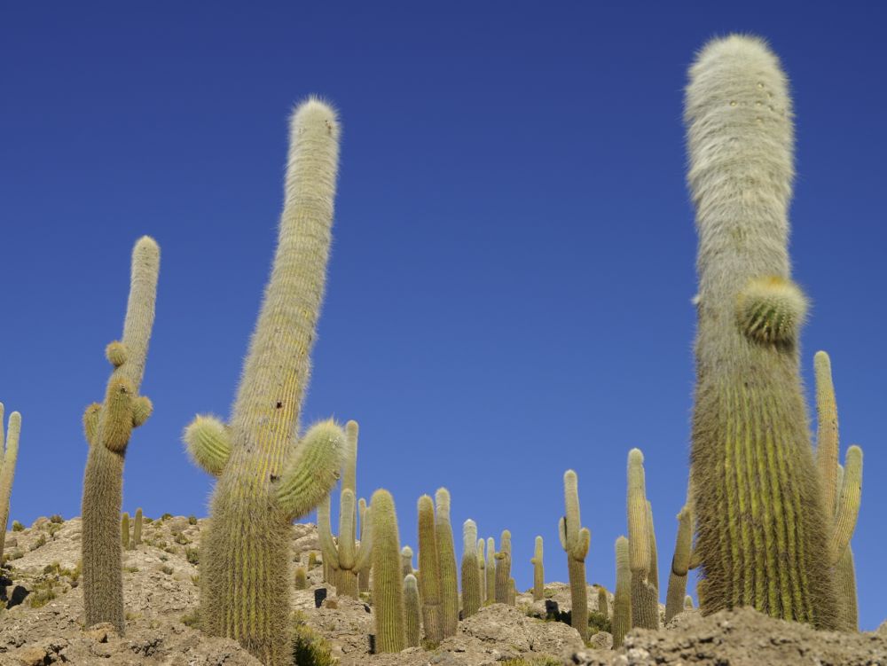Cactus centenaires - Salar de Uyuni