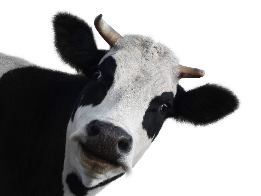 Funny cow isolated on a white background