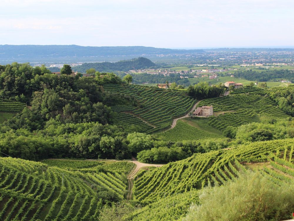 Vignoble de Vénétie