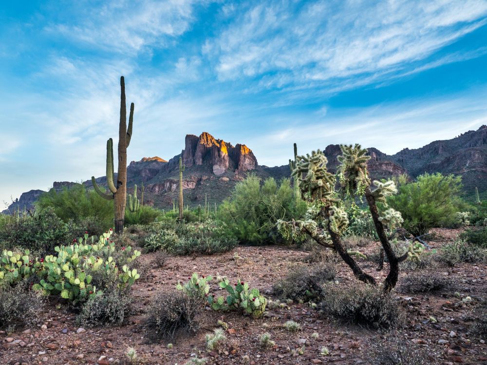 Parc National de Saguaro