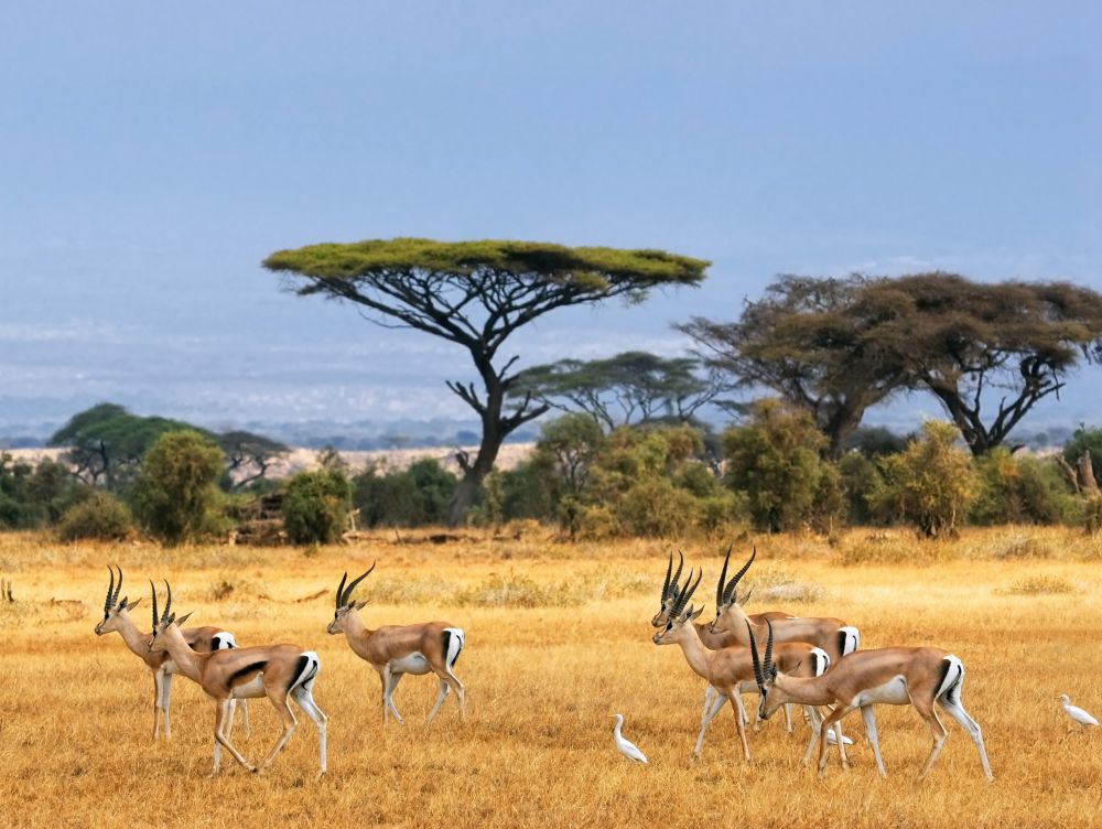 Gazelles - Amboseli National Parc