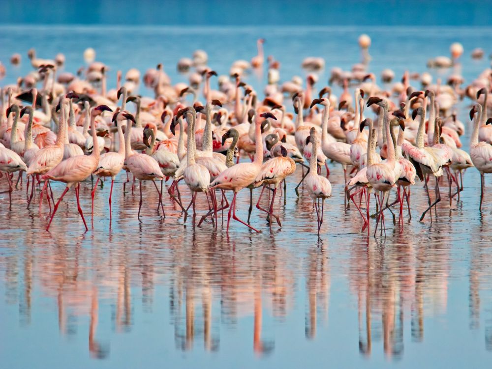 Lac Nakuru