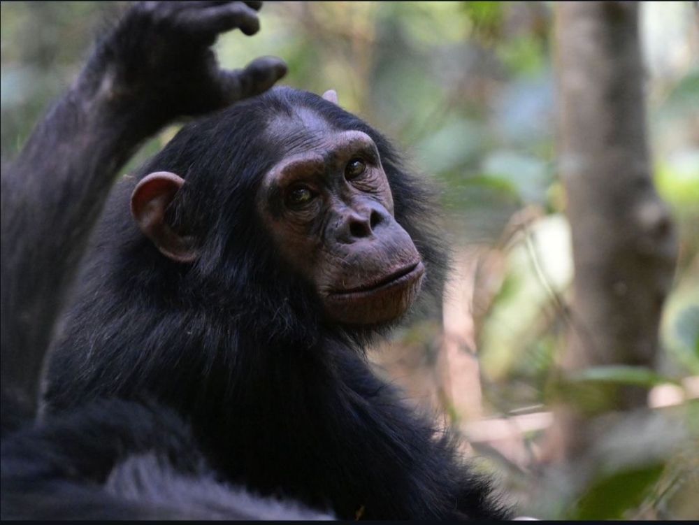 Rwanda - Chimpanzé du Parc Nyungwe