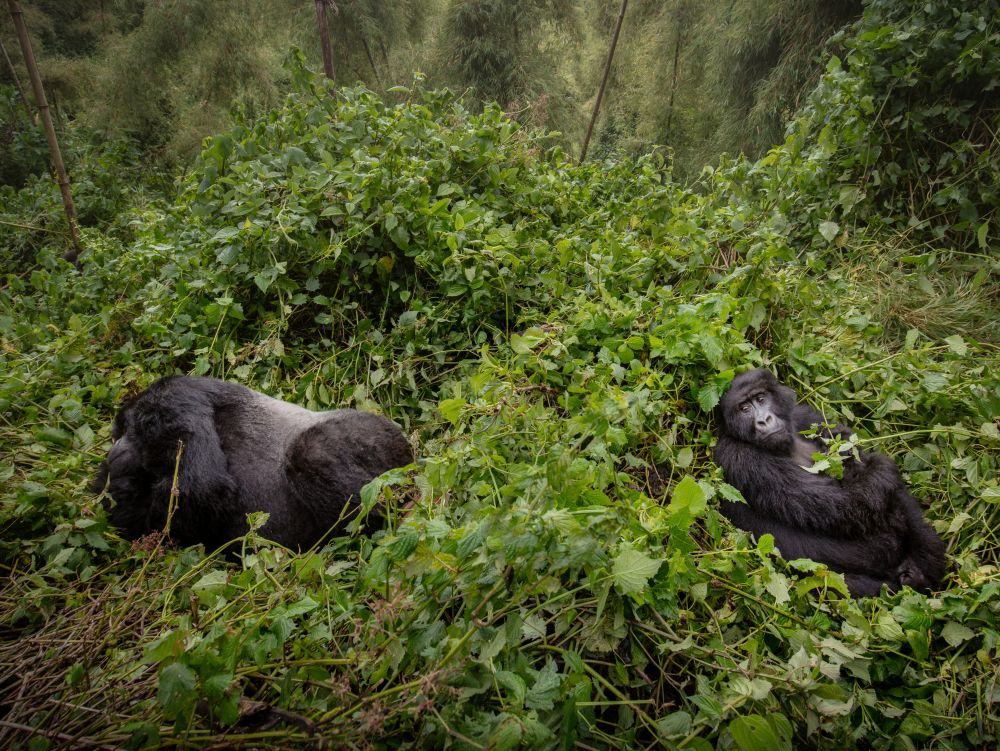 Rwanda - Gorilles des Montagnes