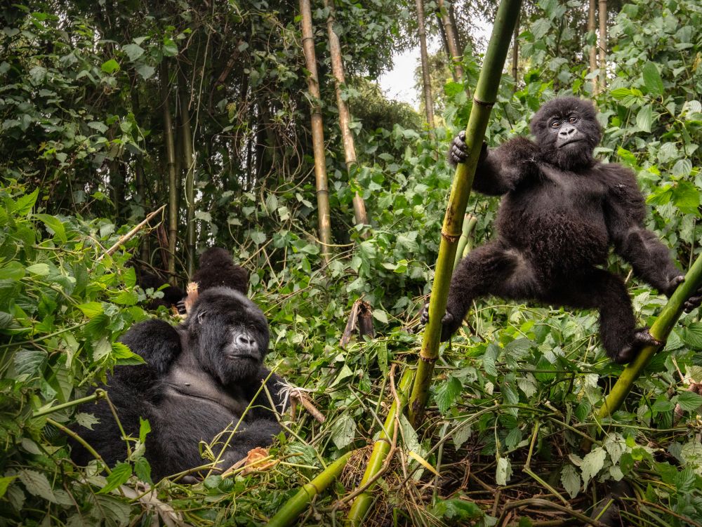 Rwanda - Gorilles des Montagnes