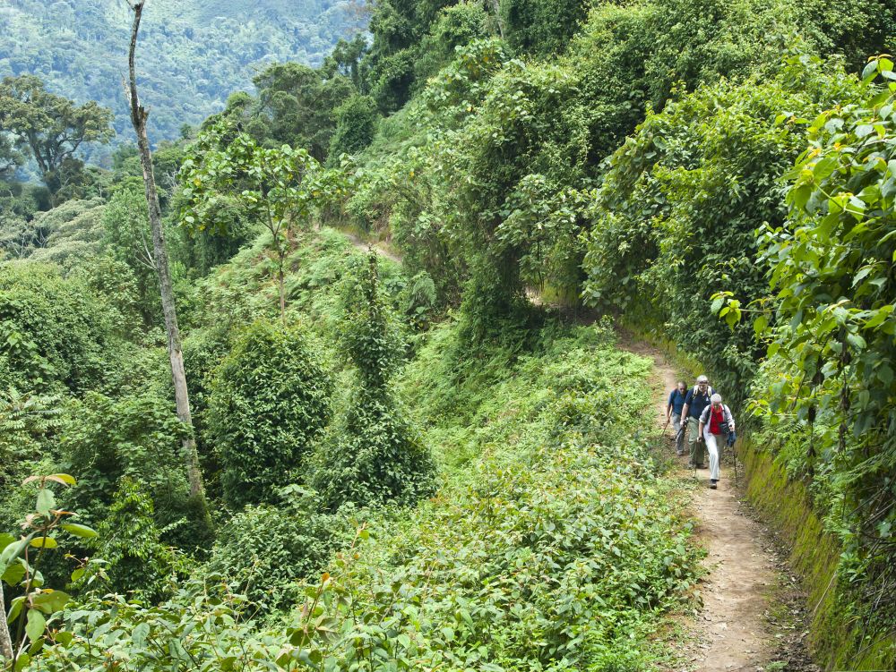 Rwanda - Nyungwe