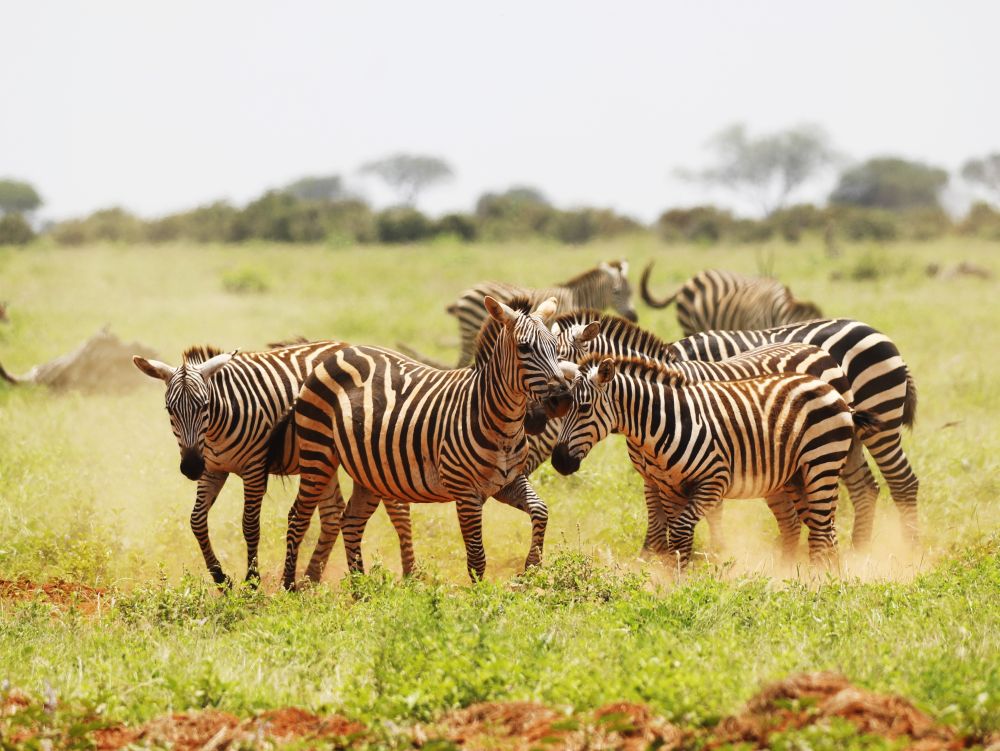 Rwanda - Parc National de l'Akagera