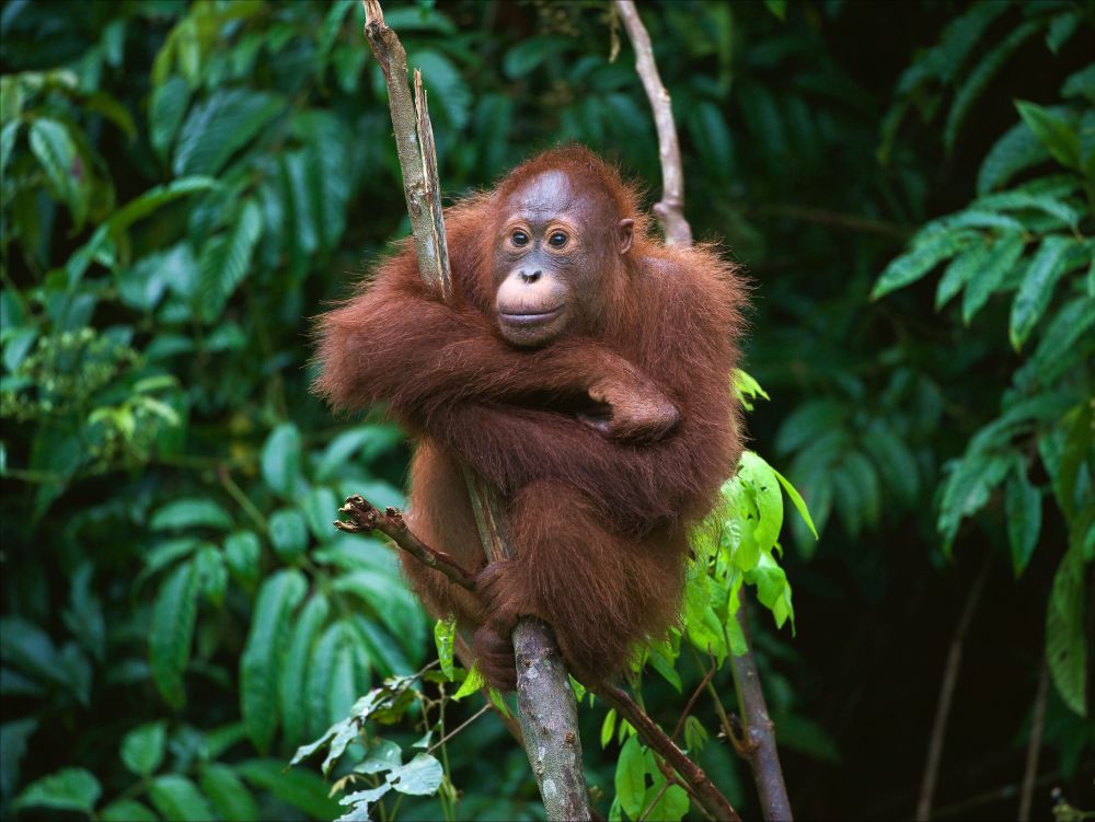 Bornéo - Jeune Orang-outan