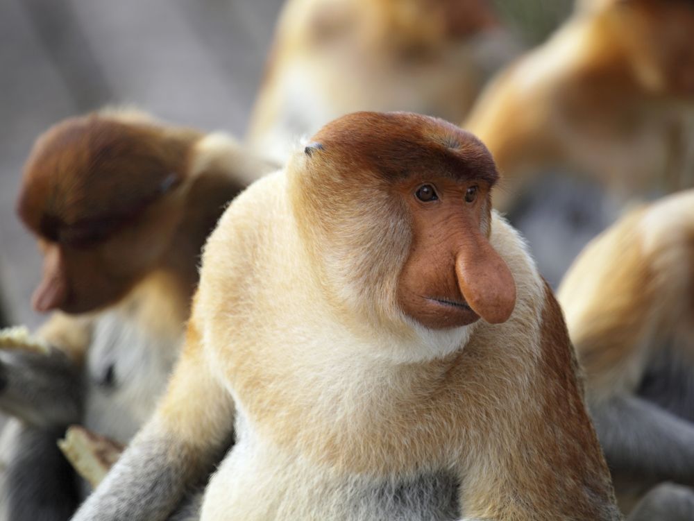 Singes Nasiques - Bako