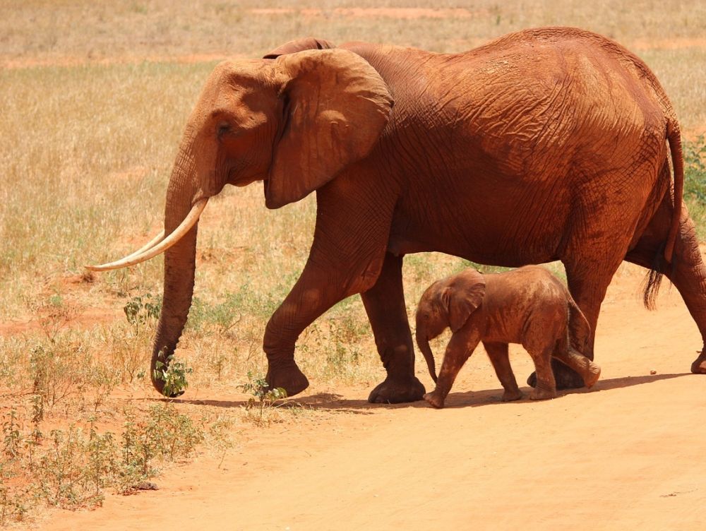 elephant tsavo