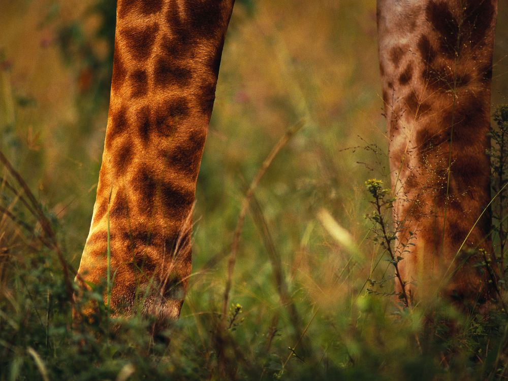 Girafe