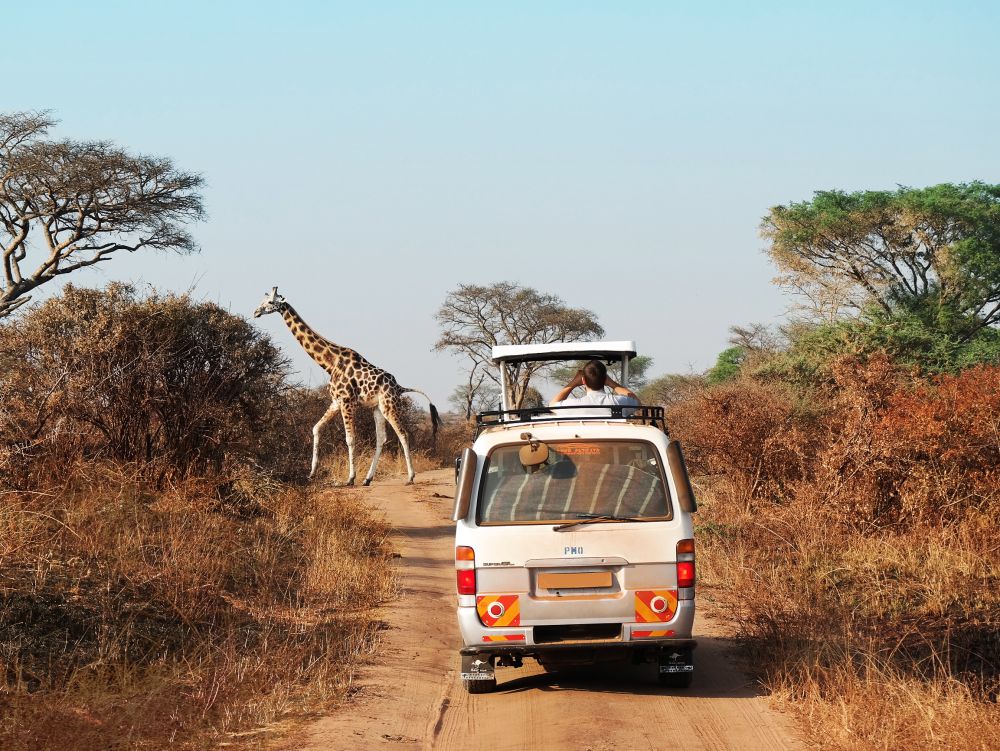 safari