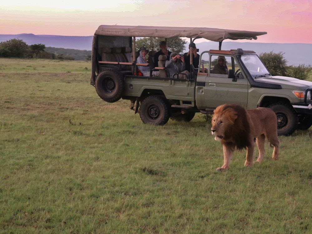 Safari lion