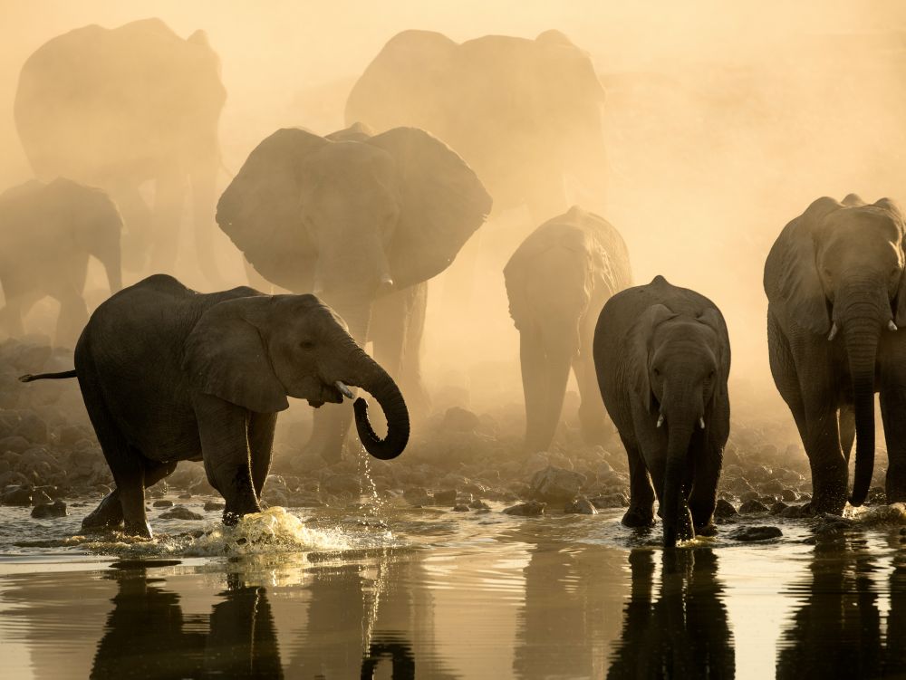 Elephant