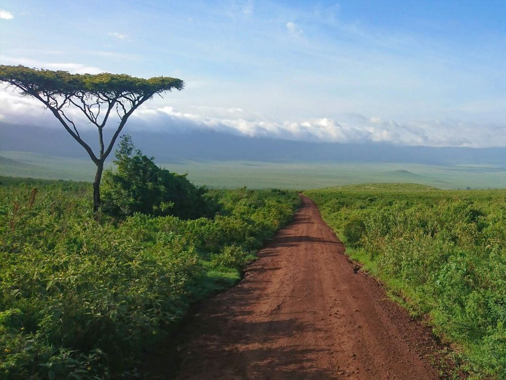 Ngorongoro