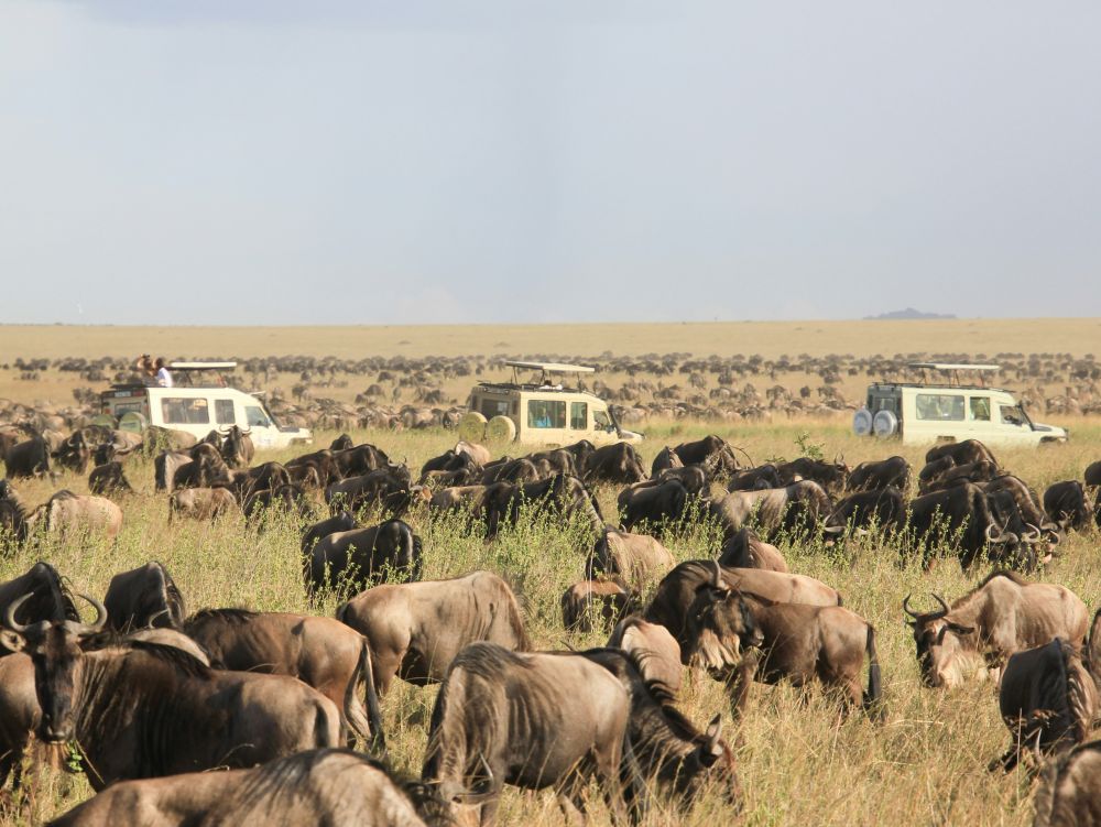 Safari en Tanzanie