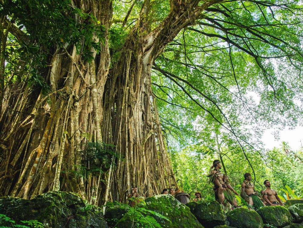 Banyan-Nuku Hiva