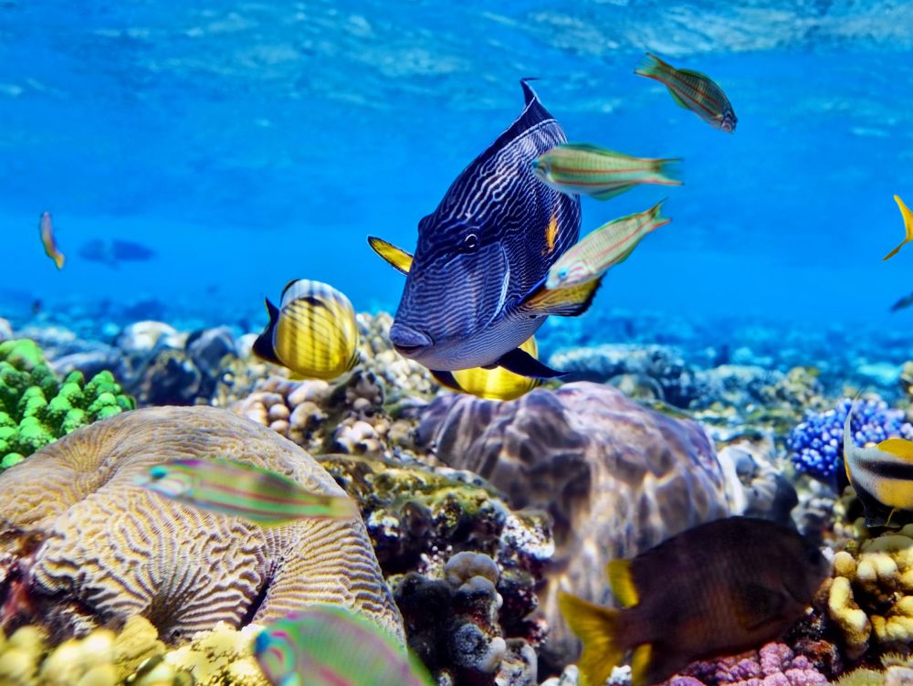 Rangiroa - jardin de corail