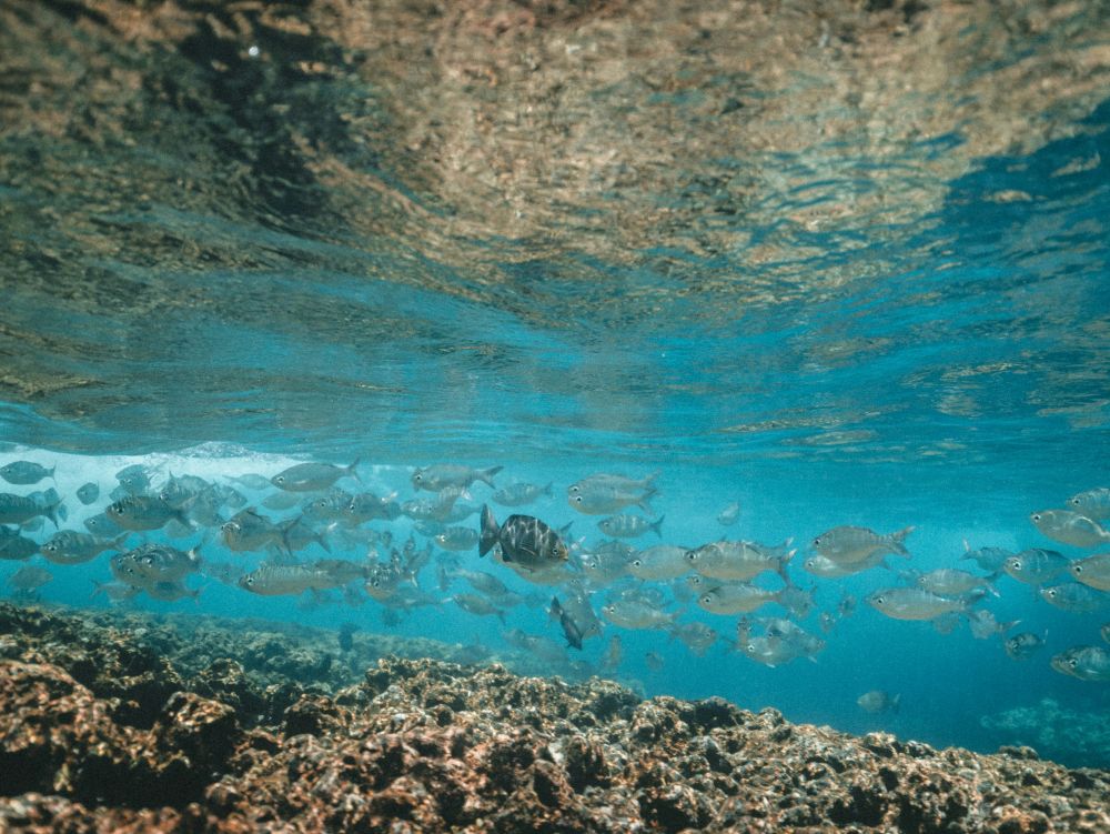 Menjangan island, Bali