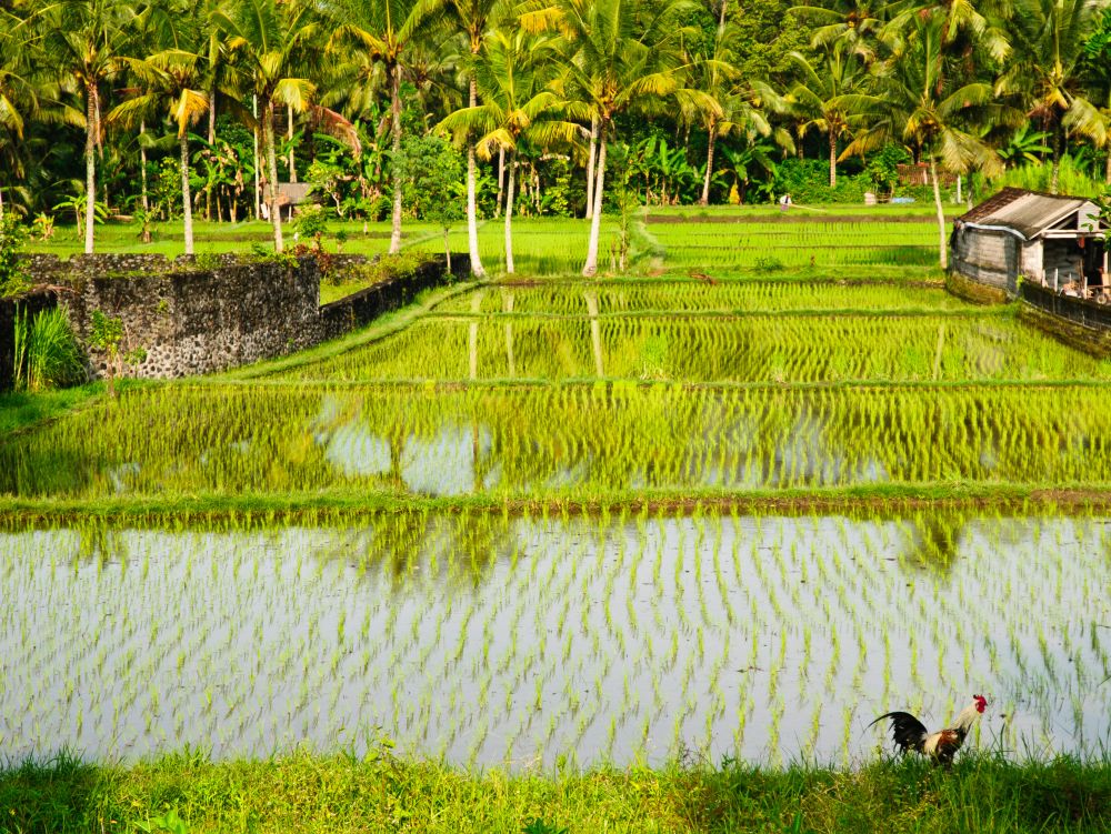 Rizières, Bali