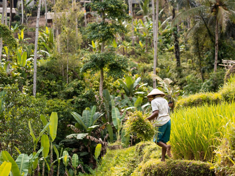 Rizières de Bali
