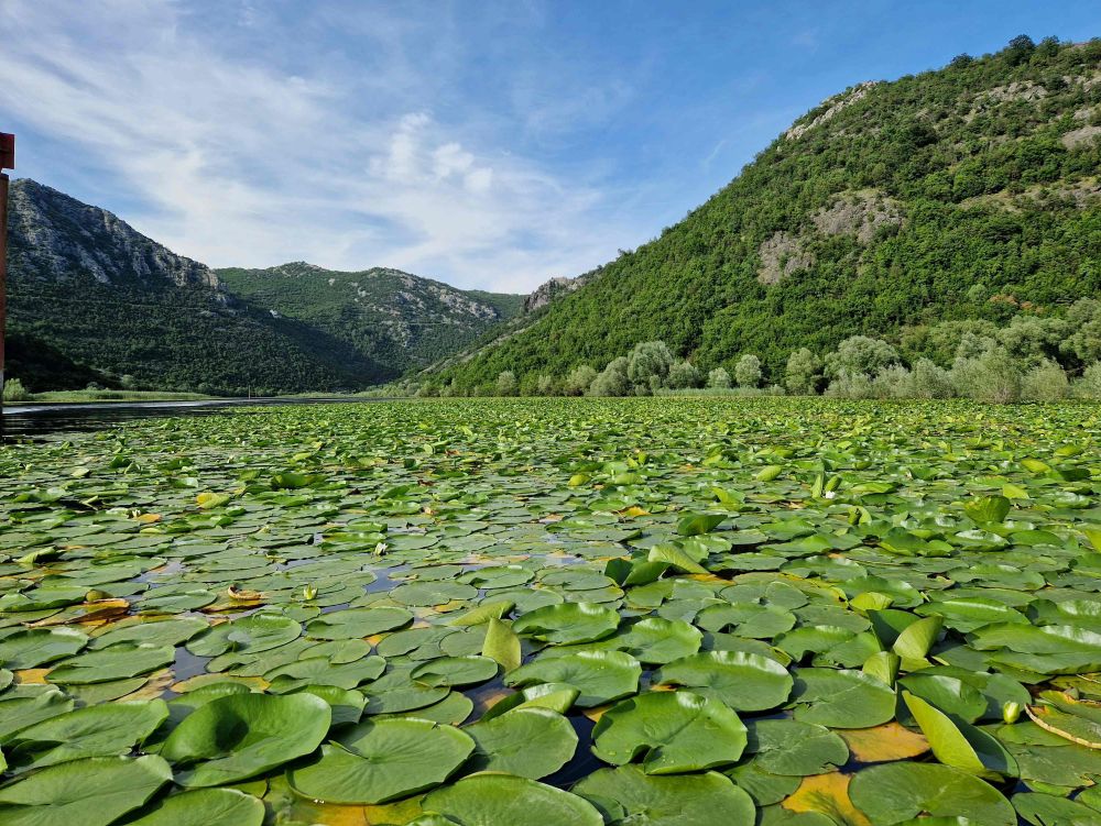 Tour de bateau sur le lac de Skadar