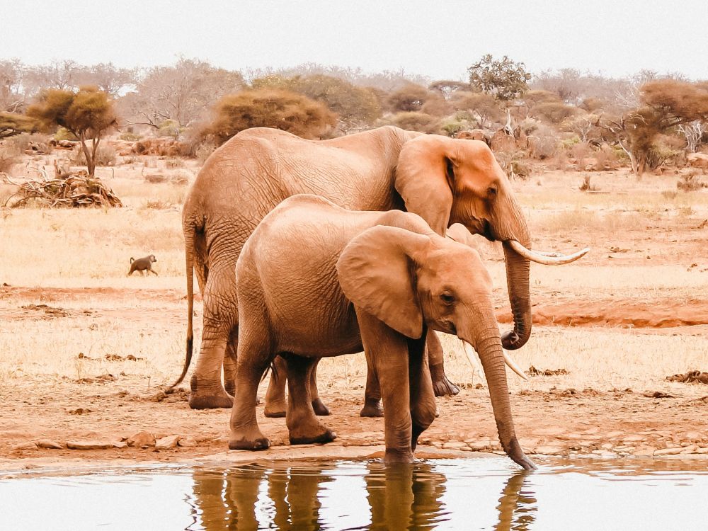 Eléphants Tsavo