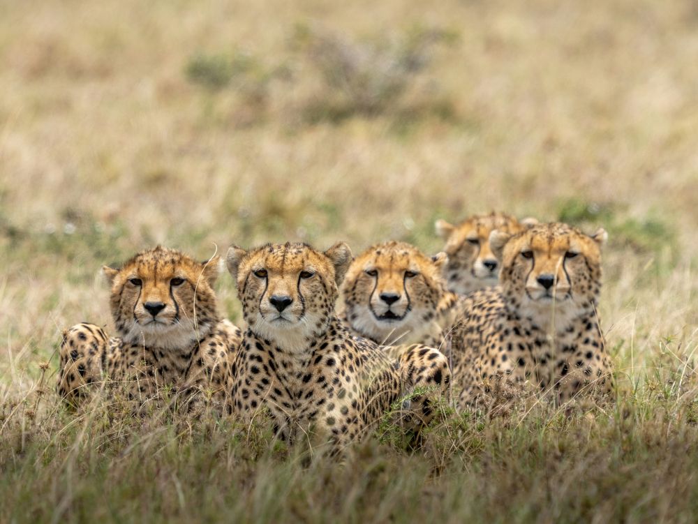 Léopard à Amboseli