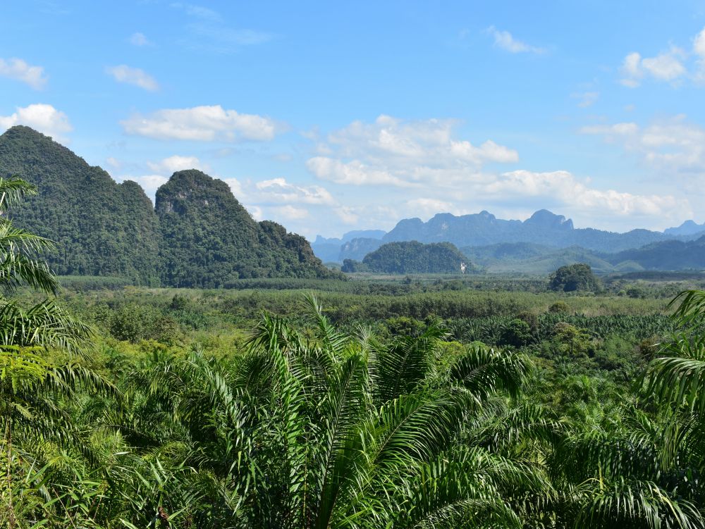 Jungle du parc de Khao Sok