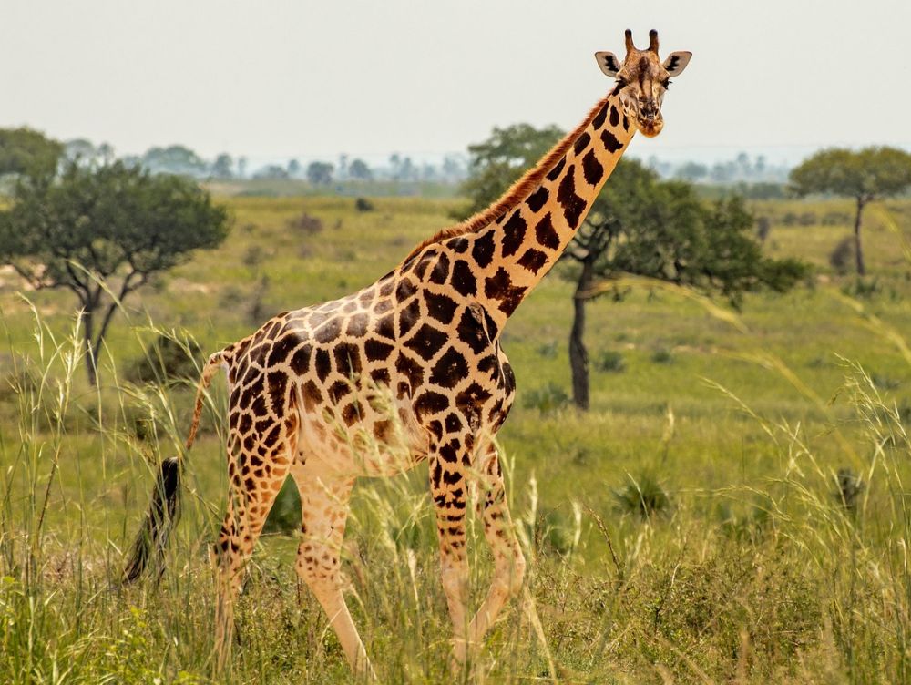 Giraffe
