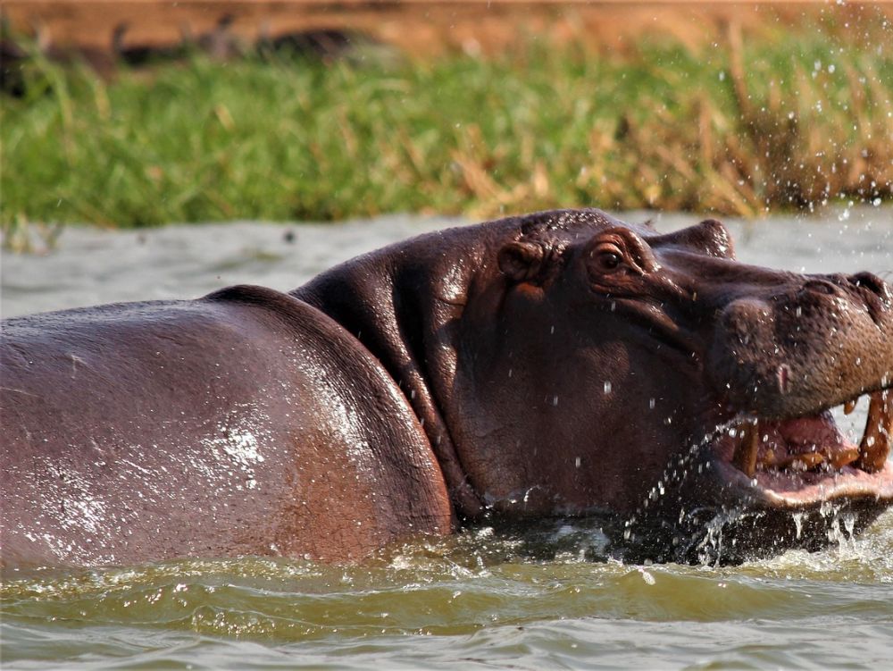 Hippo Ouganda