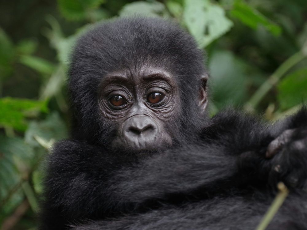 Ouganda - bébé Gorille